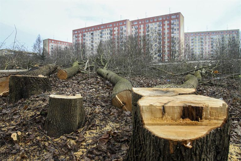 Powstanie nowe osiedle&hellip; za cenę drzew?