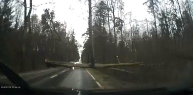 Było dosłownie o krok od tragedii. Wiatr powalił drzewo tuż przed samochodem