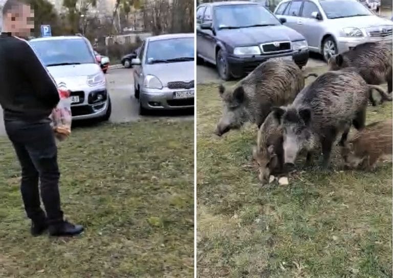 Mężczyzna dokarmiał dziki na ul. Dworcowej. Te się na niego rzuciły