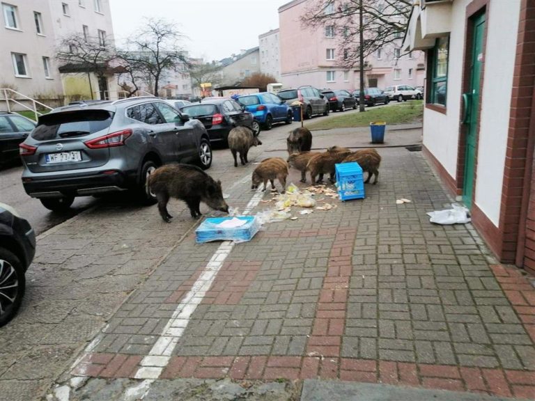 Dramat sklepikarza na Jarotach. Dziki wyjadają mu słodkie bułki i poranne pieczywo