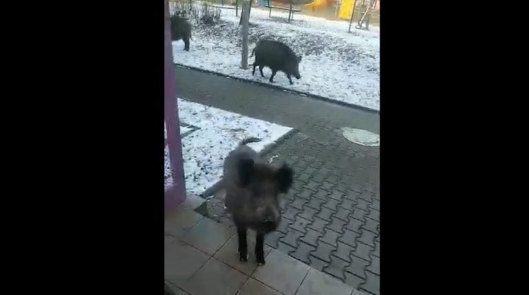 Podniecone dziki rzuciły się na dostawcę pizzy