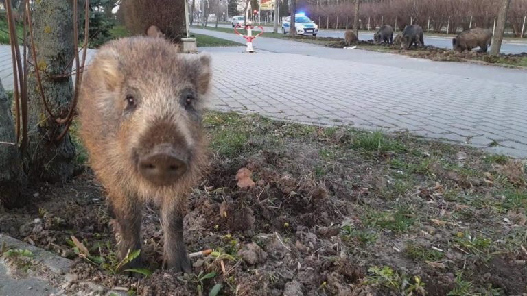 Dziki oblężyły szpital dziecięcy. Ryły pod czujnym okiem policji