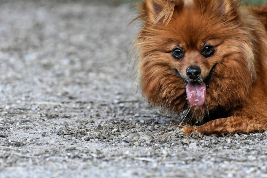 W Hongkongu potwierdzono zakażenie koronawirusem u psa