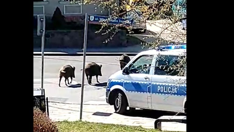 Policja rozgania nielegalne gromadzenie się&hellip; dzik&oacute;w