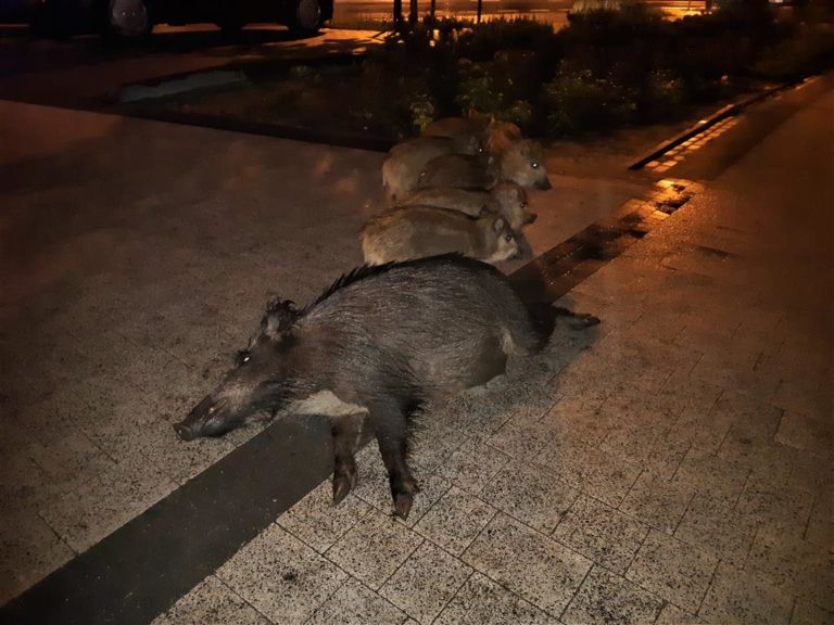 Dramat na ul. Kościuszki. Dwa auta wjechały w stado dzik&oacute;w. Osierocone zostały malutkie warchlaki
