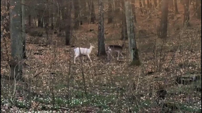Spotkanie z leśnym fenomenem. Rzadkie nagranie dziko żyjącego albinosa