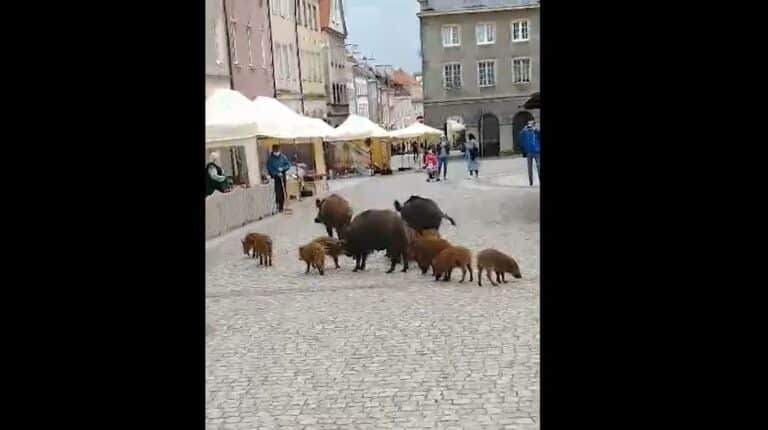Dziki zwiedzały olsztyńską star&oacute;wkę. Czy to nowa atrakcja turystyczna?