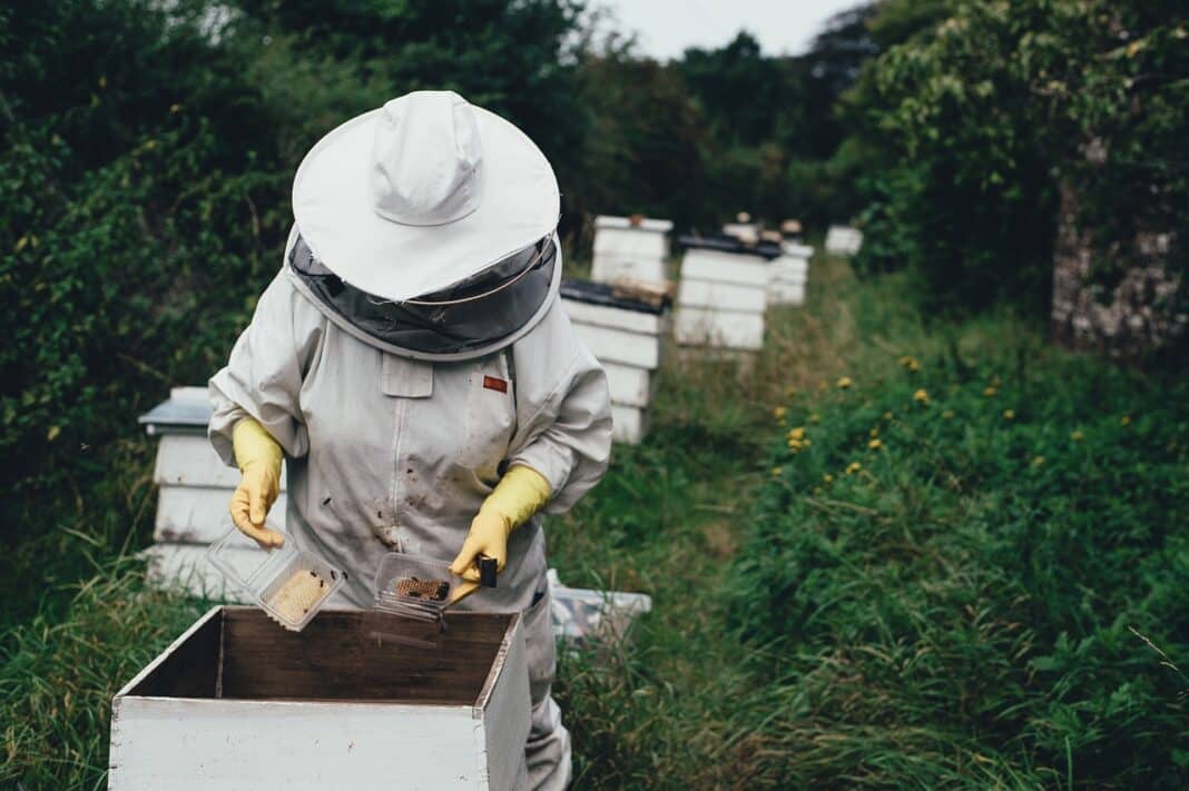 Nowy trend w pszczelarstwie – oddychanie powietrzem z ula