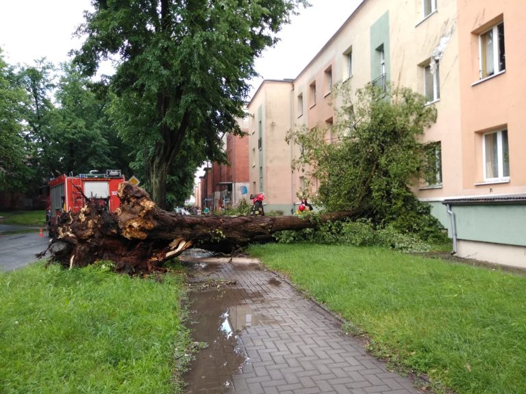 Na blok mieszkalny przewr&oacute;ciło się drzewo. Groźne zdarzenie na Zatorzu