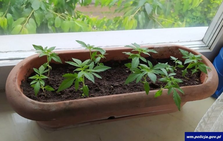 Wpadli przez kontrolę drogową. Gdy wyjmował dokumenty z portfela wypadł mu woreczek z amfetaminą