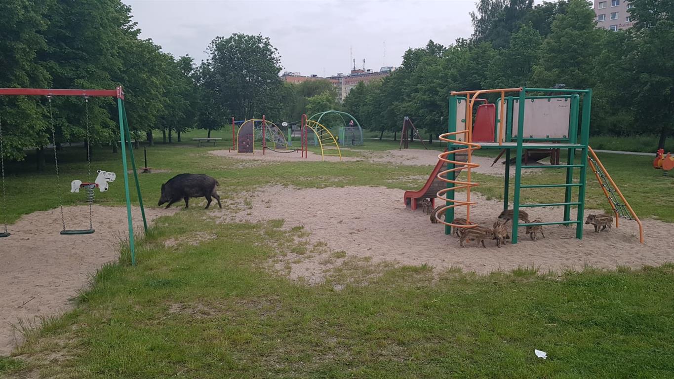 Dziki w Olsztynie przejmują place zabaw dla dzieci? Mieszkańcy zaniepokojeni