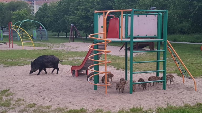 Dziki w Olsztynie przejmują place zabaw dla dzieci? Mieszkańcy zaniepokojeni