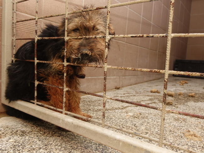 Prokuratura: ze schroniska w Radysach odebrano 70 psów