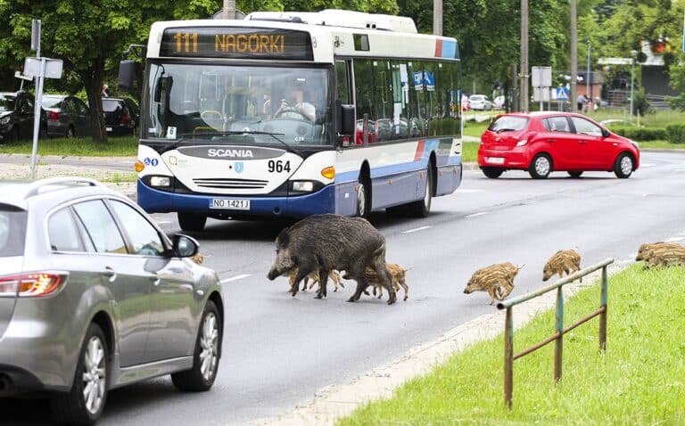 Potrącił lochę na ul. Kościuszki i odjechał. Odpowie za nieudzielenie pomocy potrąconemu dzikowi