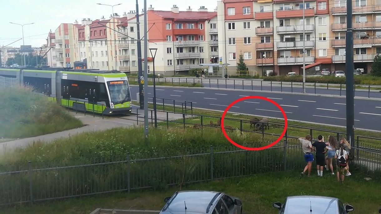 Ruch tramwajowy wstrzymany, bo dziki ryły torowisko