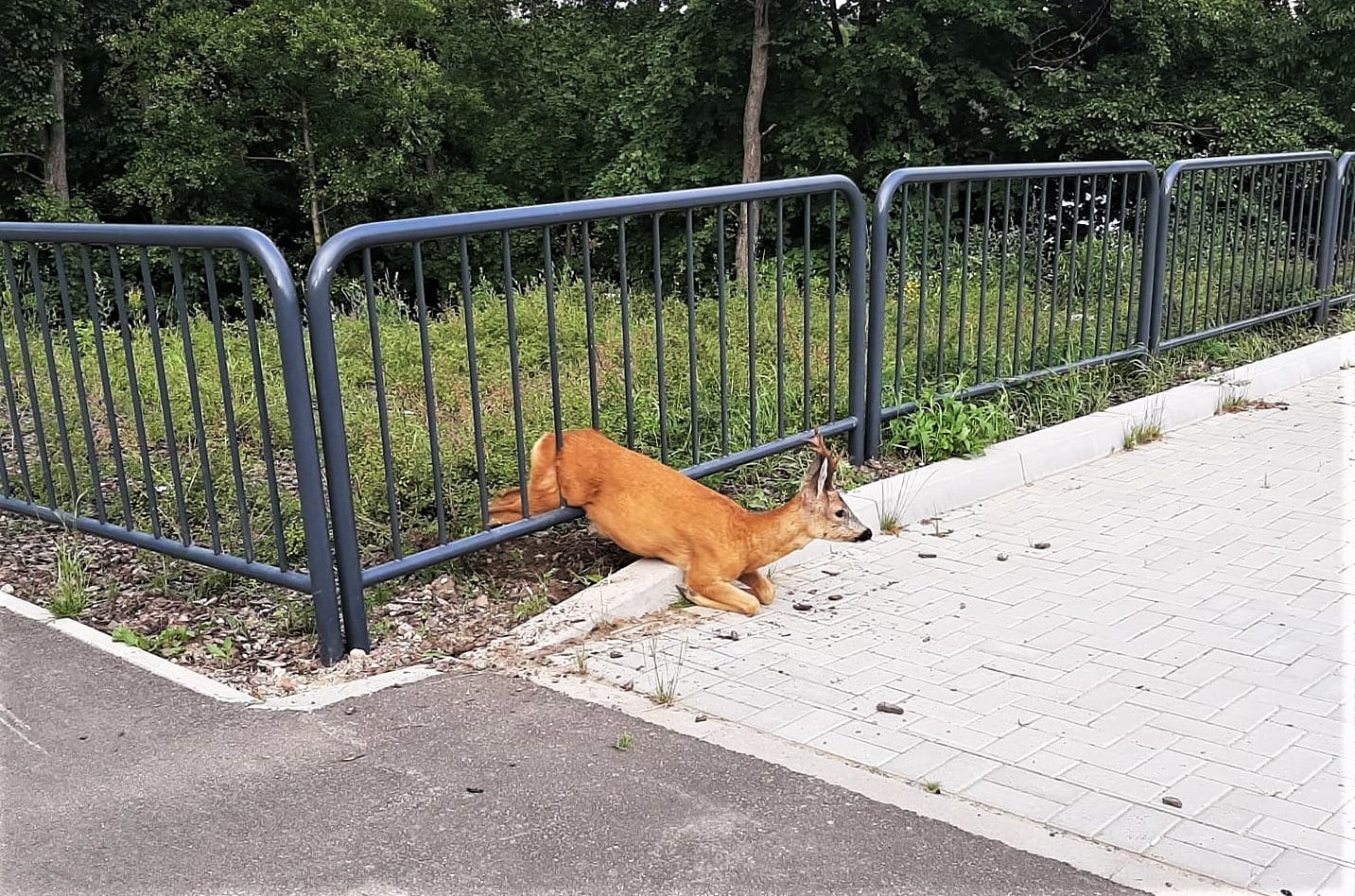 Strażacy uratowali jelonka uwięzionego w barierkach ochronnych