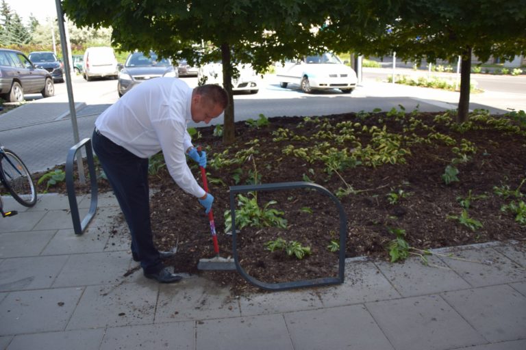 Dziki poryły plac przed starostwem, więc posprzątał po nich&hellip; sam starosta