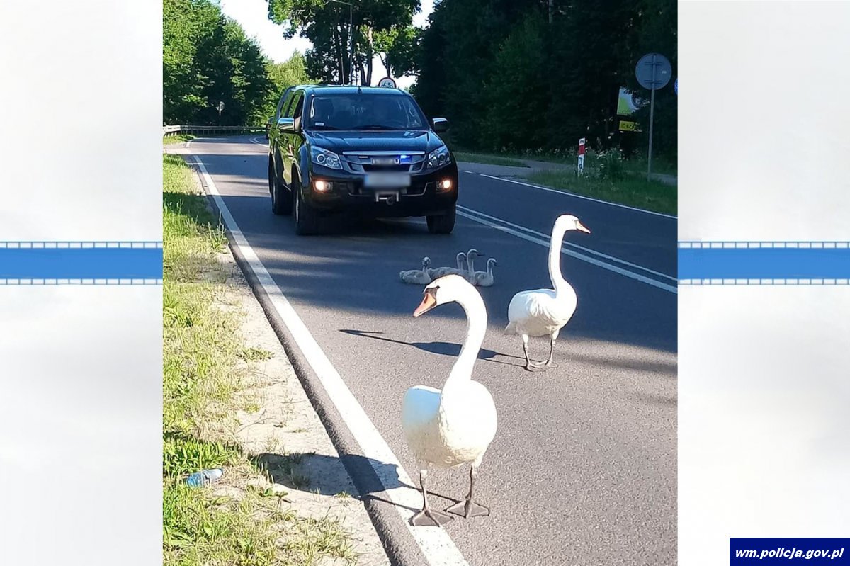 Policyjna eskorta łabędziej rodziny do jeziora