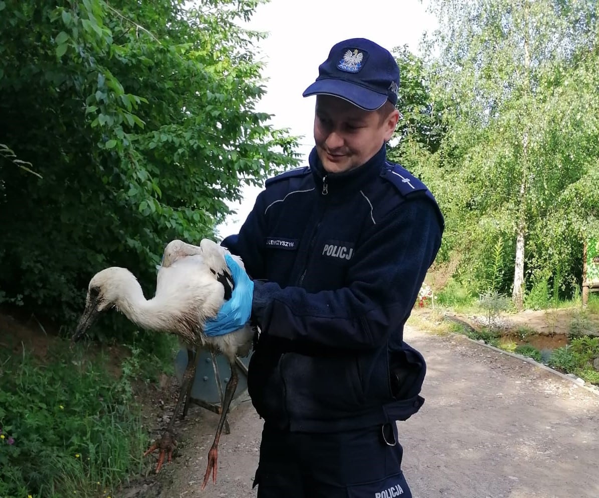 Bocian wypadł z gniazda, policjanci go uratowali