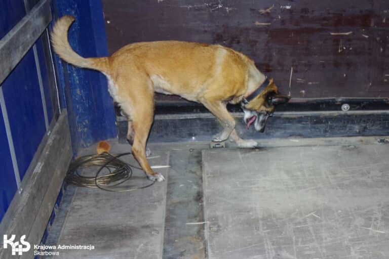 KAS i ich psy są bezwzględne dla przemytnik&oacute;w