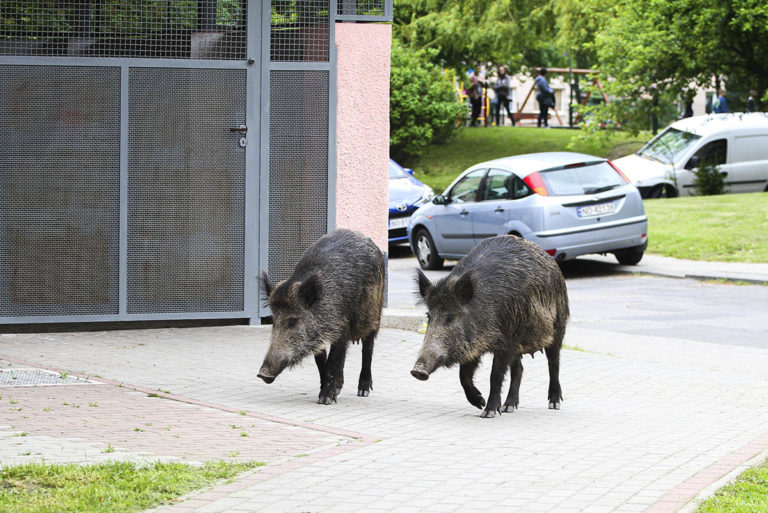 Egzotyczny wirus o wysokiej śmiertelności atakuje olsztyńskie dziki