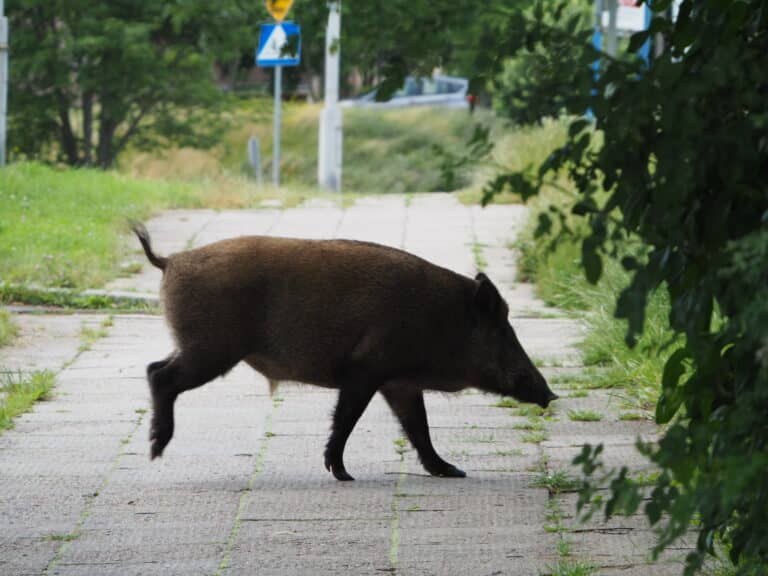 Dzik zaatakował kobietę w śmietniku. Mieszkanka Olsztyna ma złamaną rękę