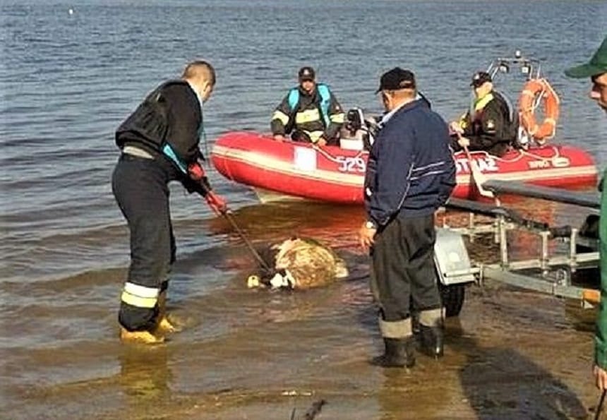 W olsztyńskim jeziorze znaleziono zwłoki dzika