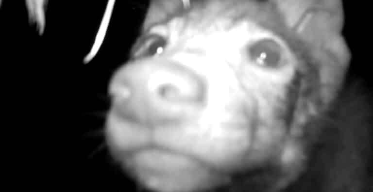 Młody wilki pr&oacute;bował zjeść kamerę. Nagranie stało się hitem internetu