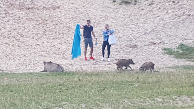 Wygłodniałe dziki przerwały romantyczny piknik na plaży