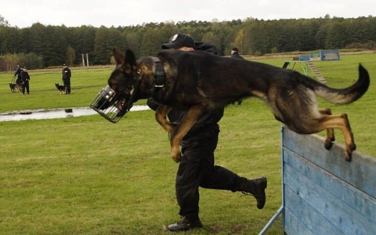 Pies policyjny uratował niedoszłego samobójcę