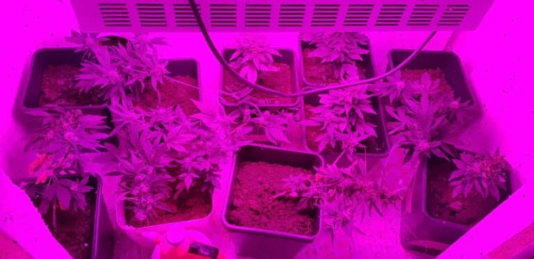 Automatycznie zapisany szkic