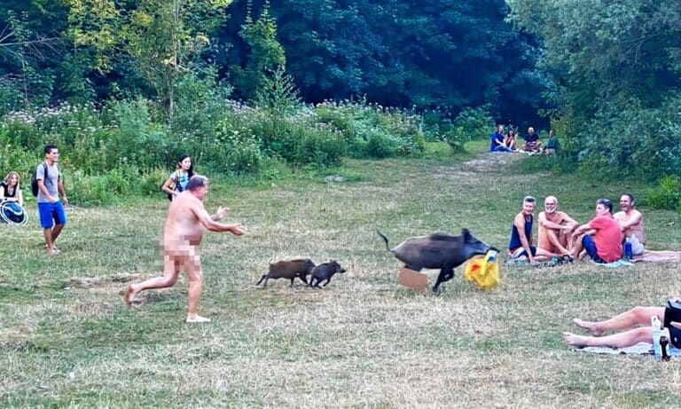 Dziki uprzykrzają ludziom życie nie tylko w Olsztynie