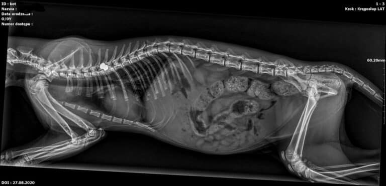 Trzymiesięczny kociak potrzebuje pomocy. Ruszyła zbiórka na operację „Amelki”