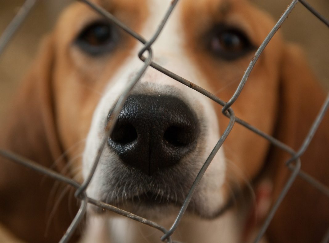 Lekarz weterynarii „odkrył” schronisko dla psów, które było ukryte