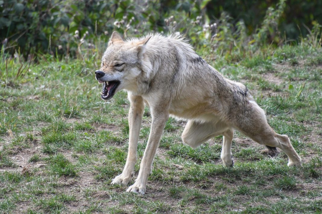 Hodowcy otrzymają fladry do odstraszania wilków