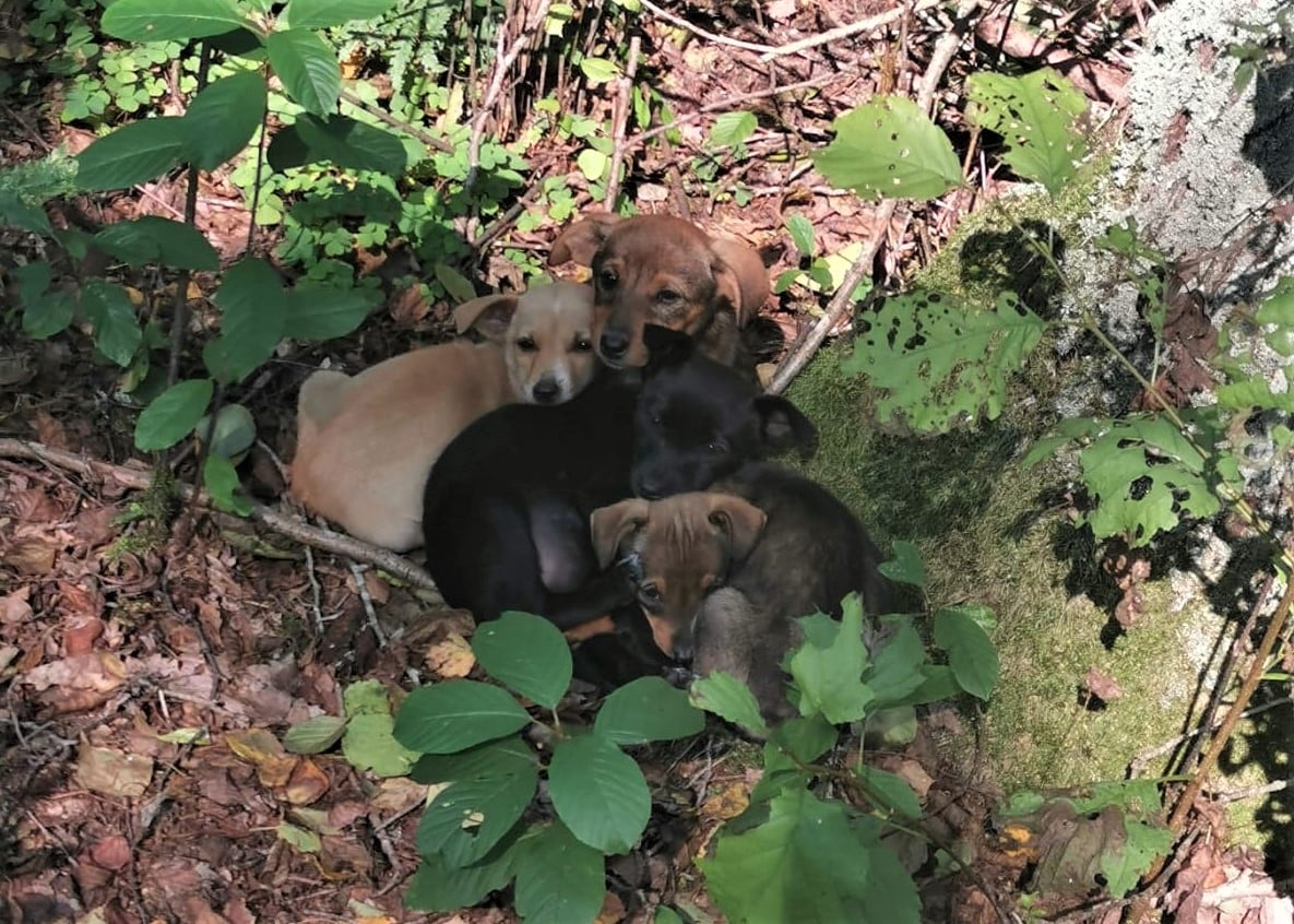 Grzybiarze znaleźli porzucone w lesie szczeniaki