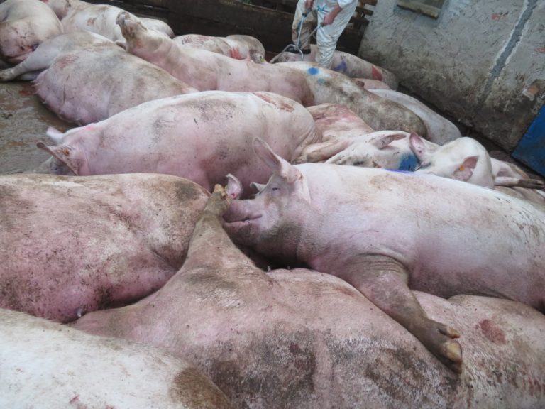 Rolnikowi spod Olsztyna wybito wszystkie świnie. Rozgoryczony obwinia obrońc&oacute;w dzik&oacute;w