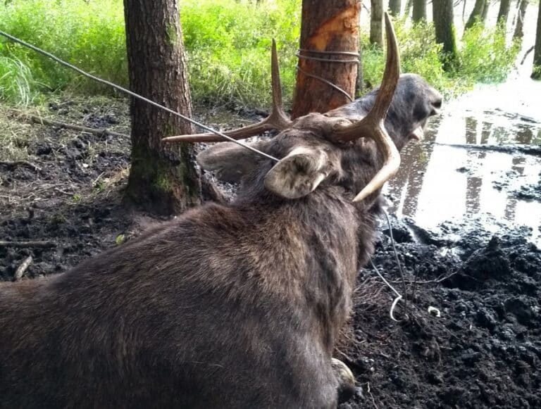 Łoś wpadł we wnyki. Na pomoc wezwano straż miejską