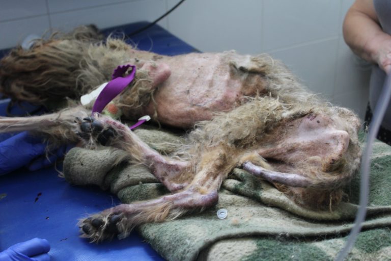 Znęcał się nad psem. Usłyszał zarzuty