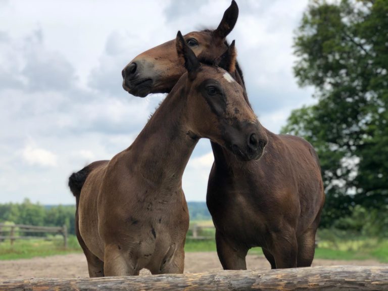 Rośnie powiatowa stadnina w Smolajnach