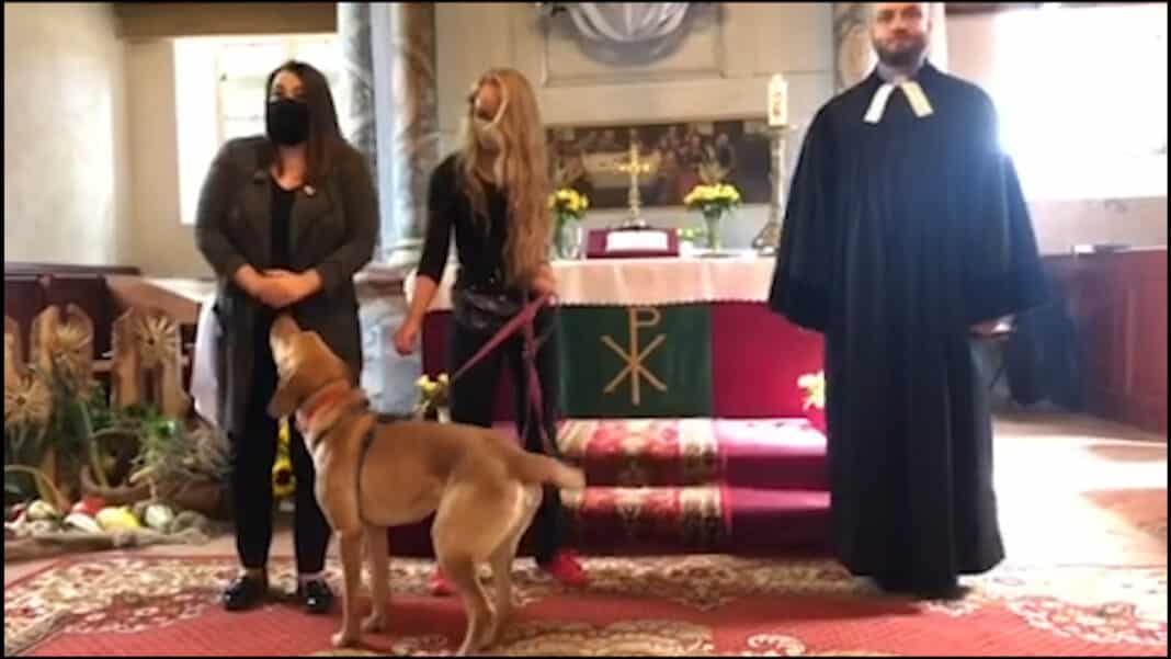 Przyprowadziła bezdomne psy na mszę