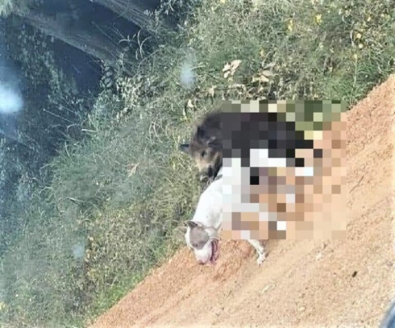 Olsztyniacy zwariowali na punkcie zdjęcia dzika z psem