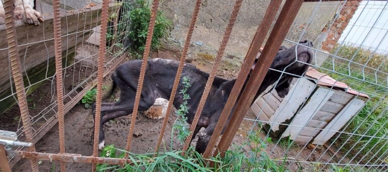 Na ratunek psom. Dwa psy w ciężkim stanie odebrane właścicielowi