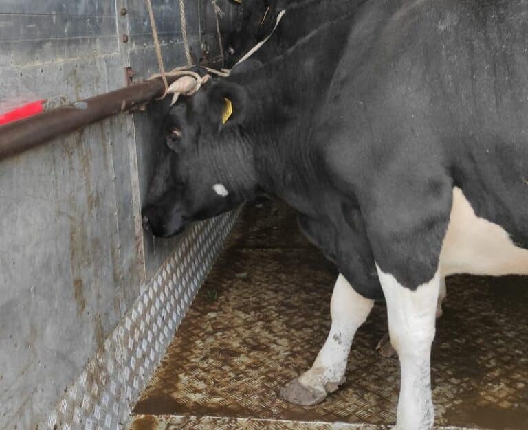 Nieprawidłowy przew&oacute;z zwierząt