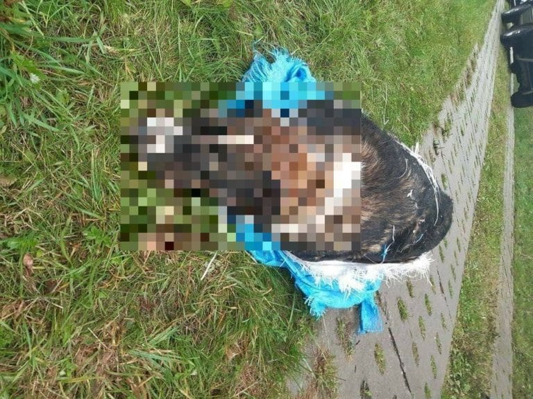 Zatrzymano 19-latka, kt&oacute;ry brutalnie zabił psa