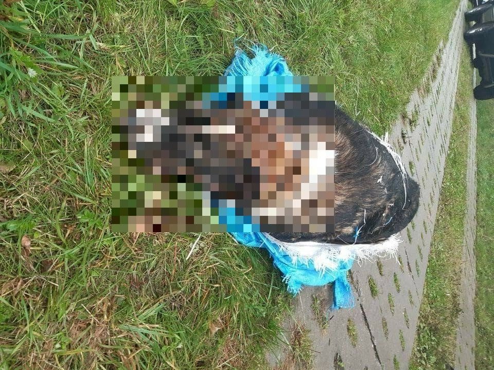 Zatrzymano 19-latka, który brutalnie zabił psa