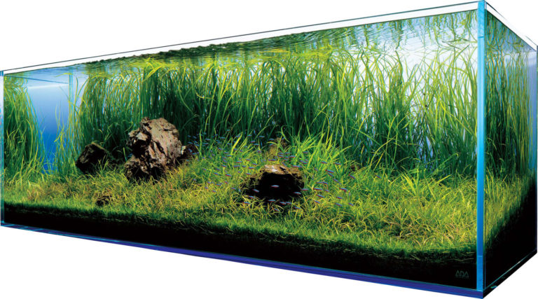 Akwarystyczne zestawy CO2 – podstawowe cechy funkcjonalne