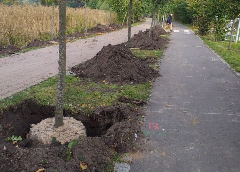 nowe drzewa