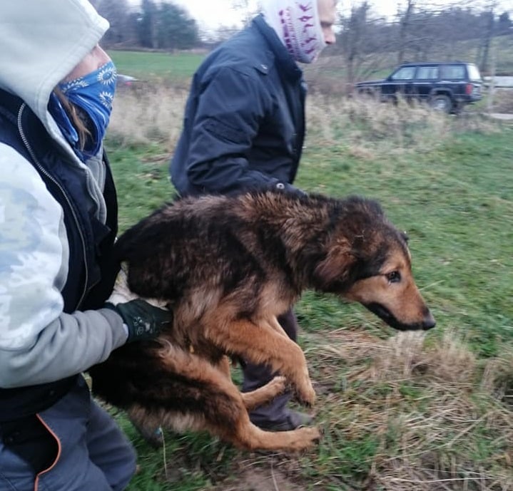 Obrońcy zwierząt na ratunek psom. 14 czworonogów uratowanych z piekła