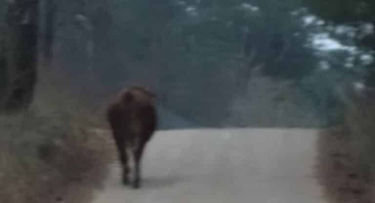 Ucieczka zwierząt. Groźny byk biegał po wsi